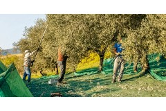 La manutenzione dell’oliveto 