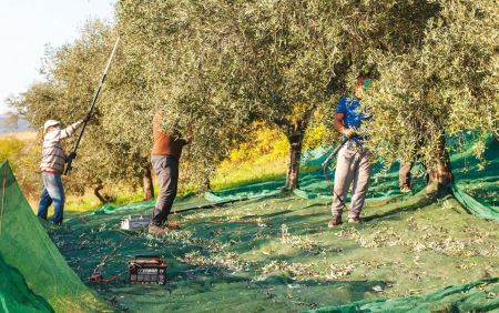 La cura dell'uliveto: consigli per un raccolto di qualità